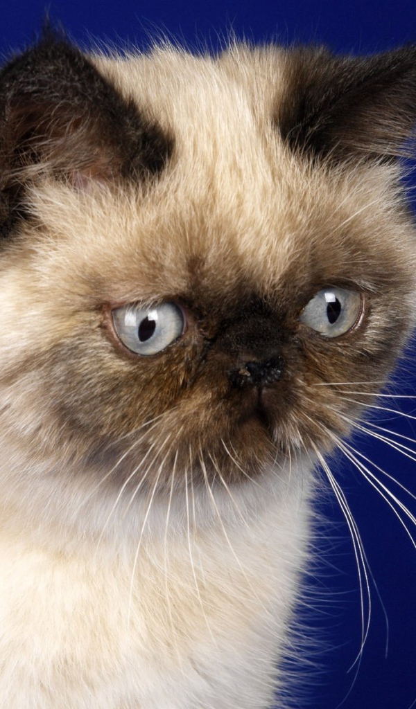 Грустная гималайская кошка