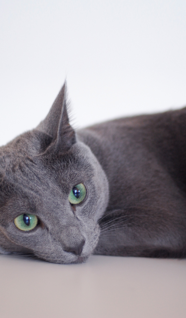 Грустная русская голубая кошка