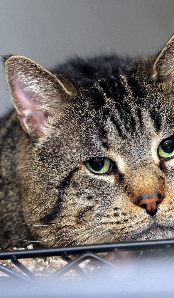 Грустный толстый кот