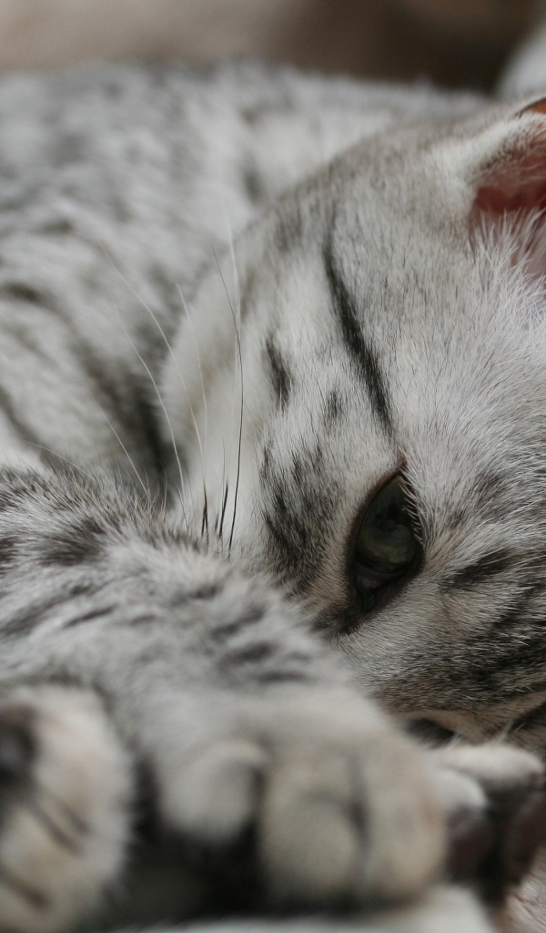 Грустный котенок египетская мау