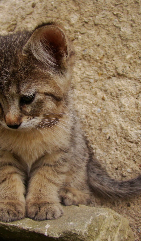 Грустный котенок пиксибоб