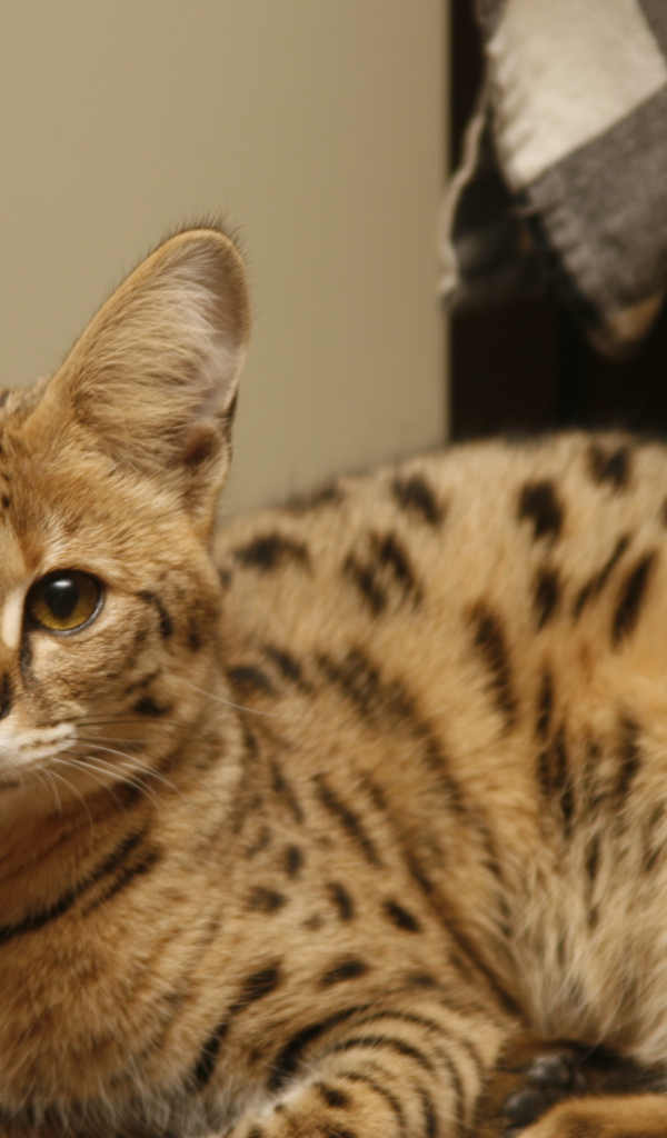 Порода кошек саванна