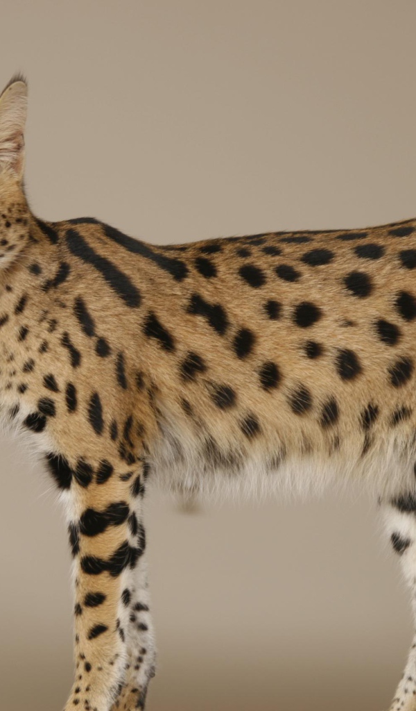 Кошка породы саванна