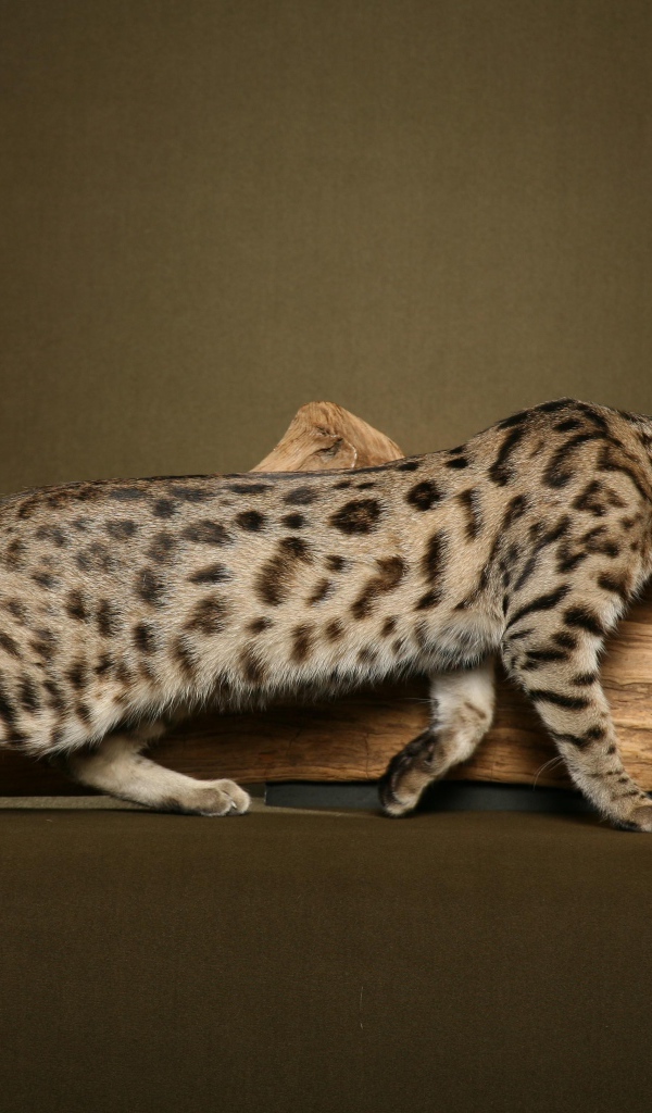 Кошка саванна у сухой ветки