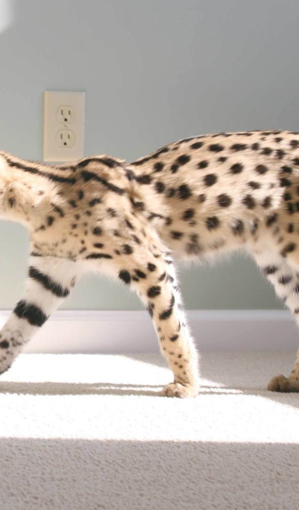 Кот саванна гуляет по квартире