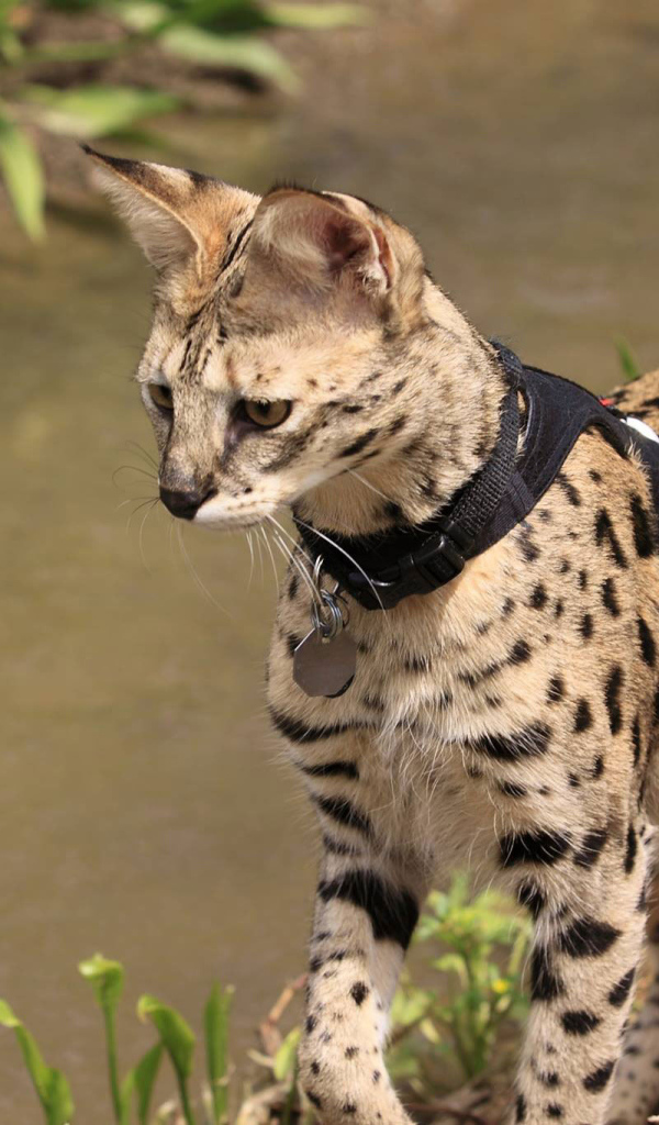 Саванна на поводке