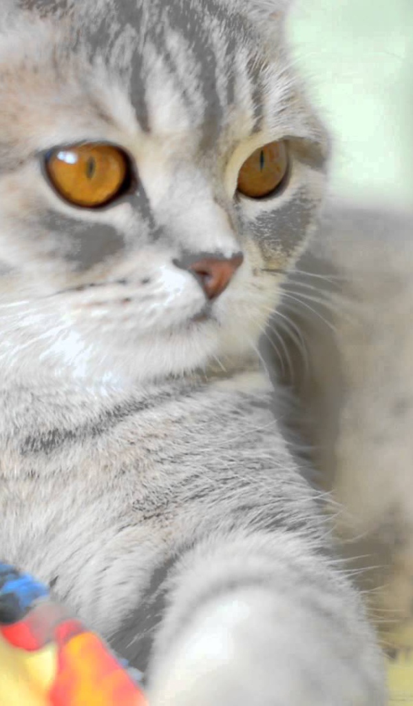 Порода шотландская кошка