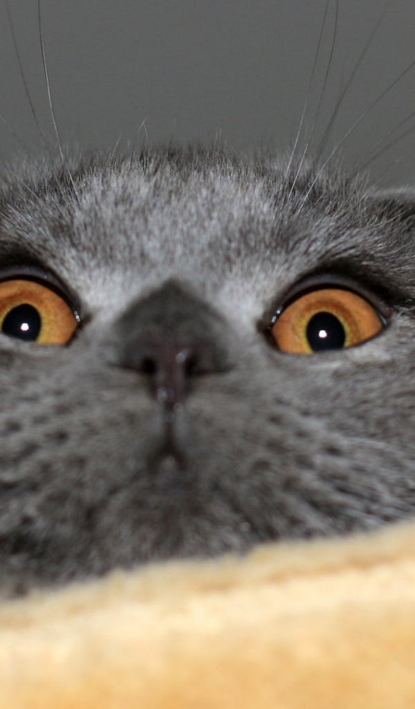 Мордочка шотландской кошки