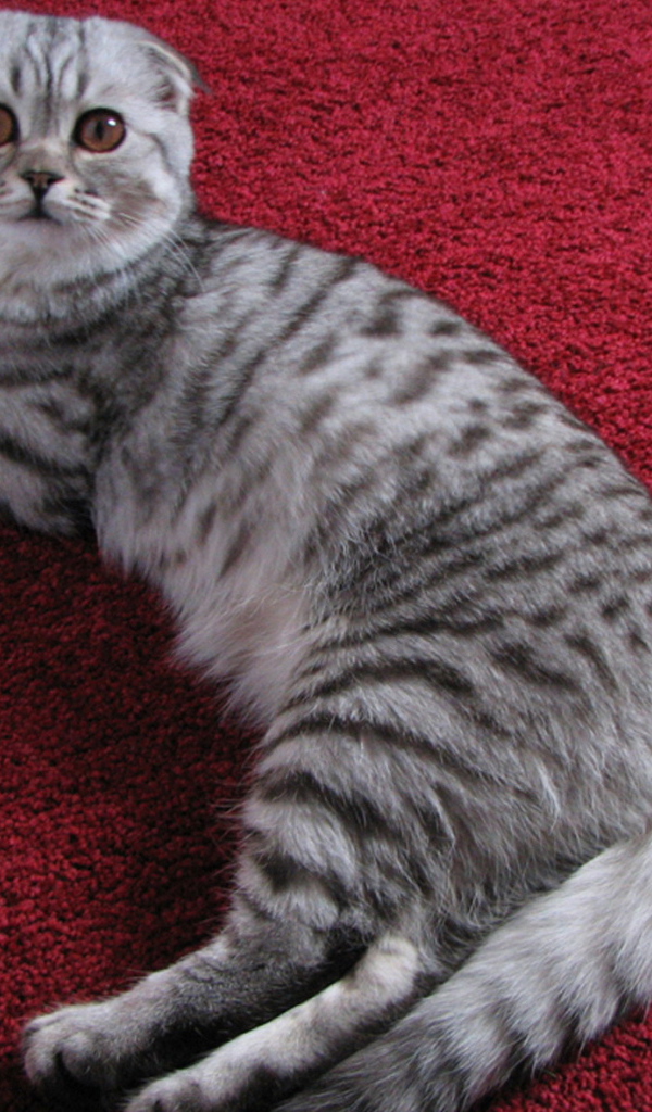 Шотландская кошка на ковре