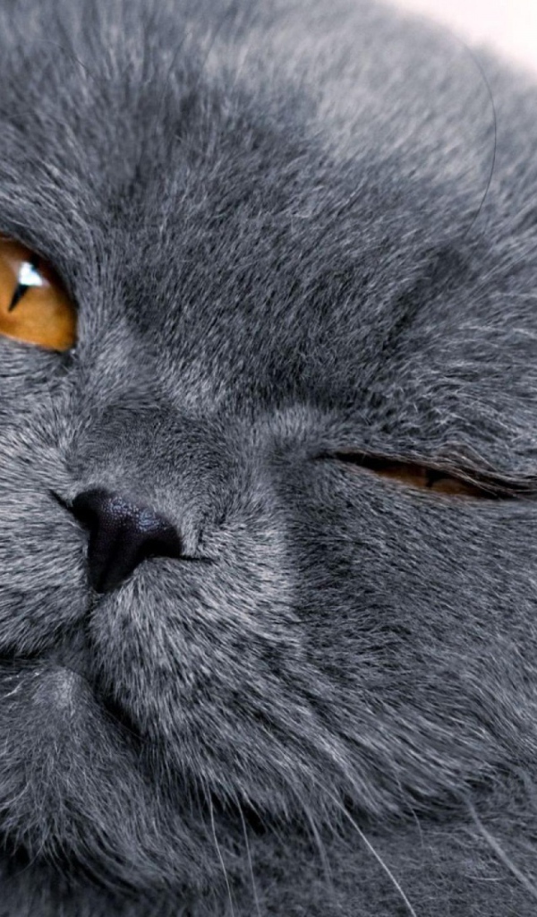 Шотландская кошка подмигивает