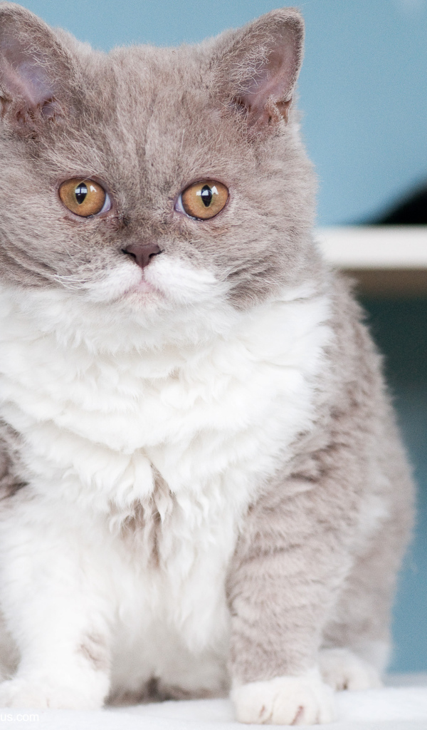 Кот селкирк рекс