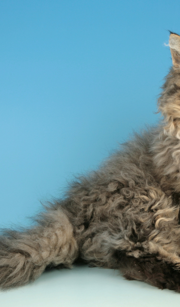 Порода кошек селкирк рекс