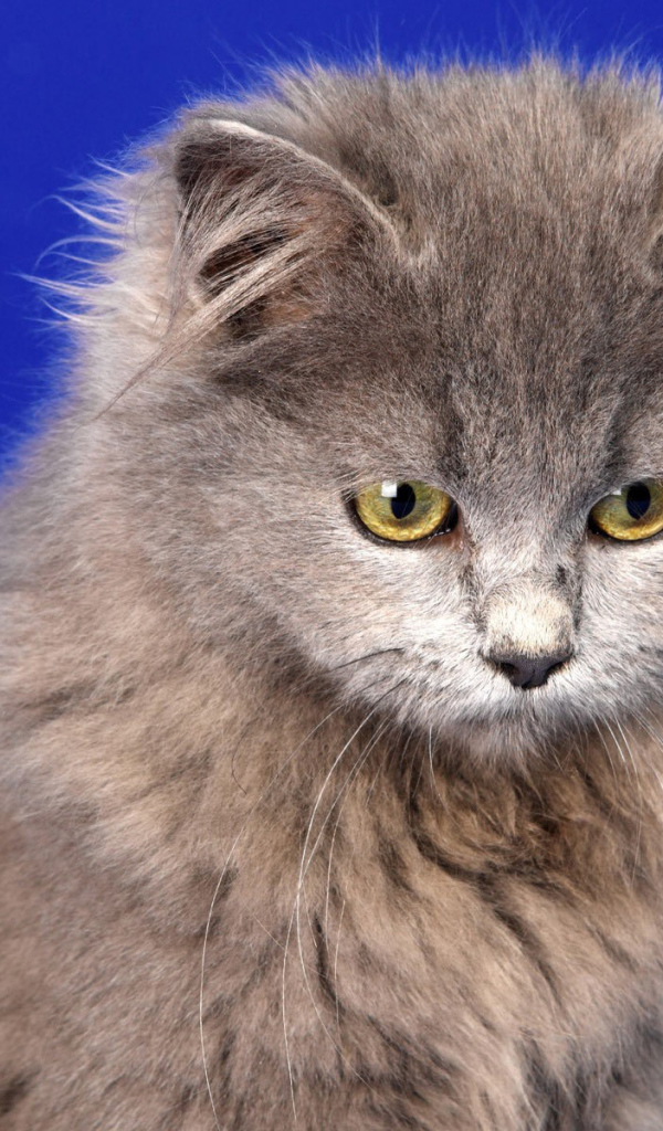 Кот селкирк рекс на голубом фоне