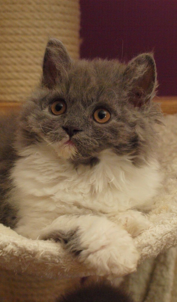 Селкирк рекс в гамаке