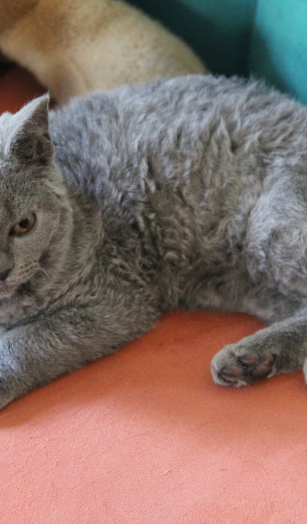 Селкирк рекс лежит на диване