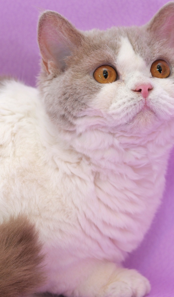 Селкирк рекс на сиреневом фоне