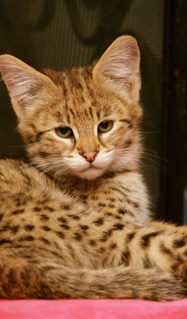 Серьезный котенок саванна