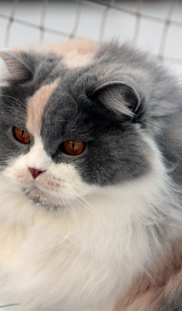 Лохматая британская длинношерстная кошка