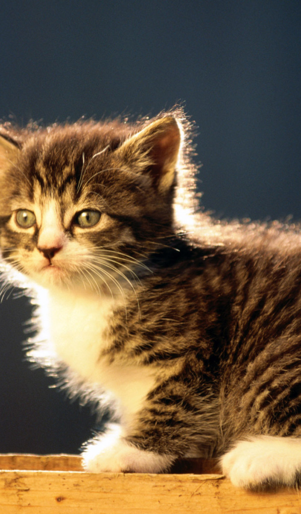 Лохматый котенок курильского бобтейла