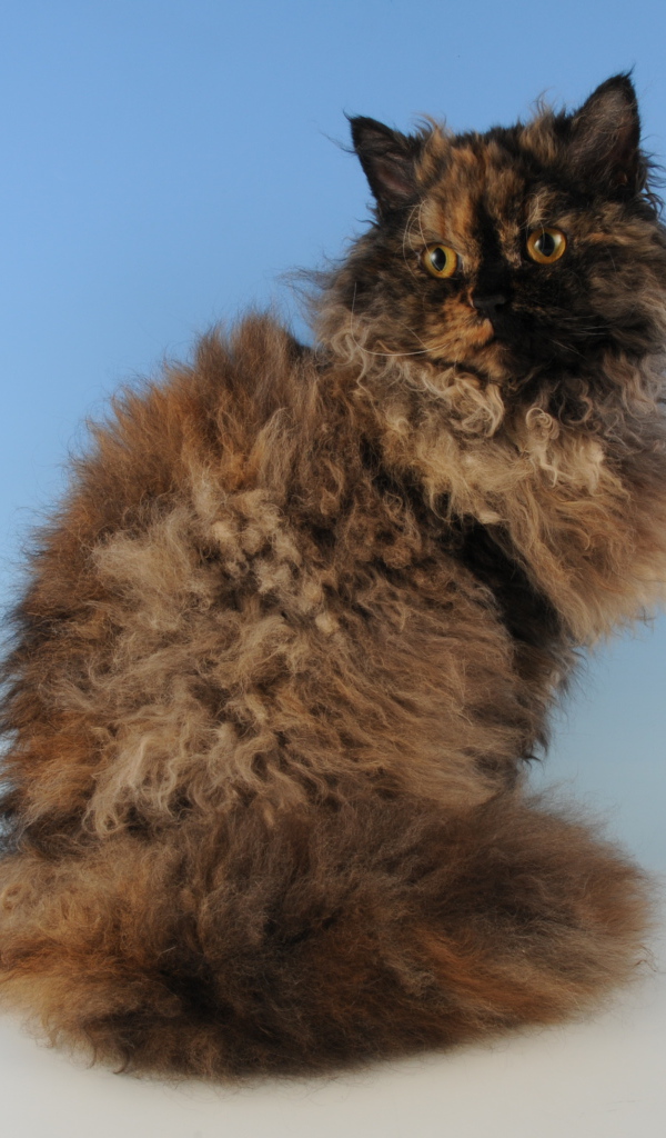 Лохматый селкирк рекс