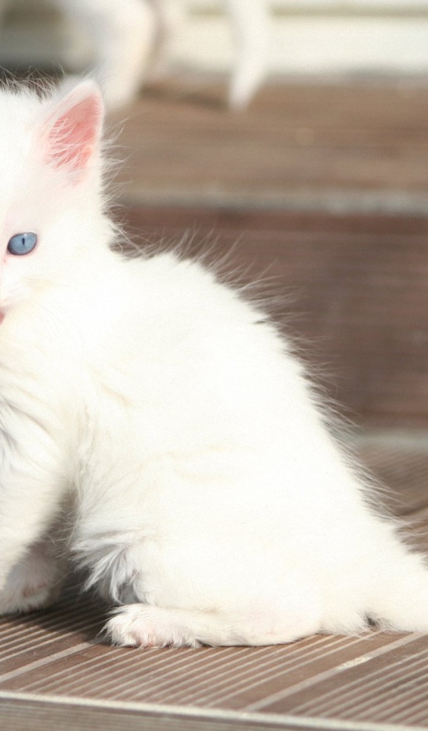 Лохматый котенок турецкая ангора