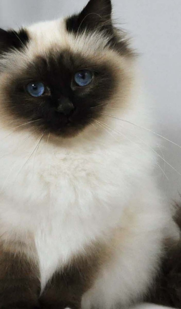 Лохматый котенок гималайской кошки