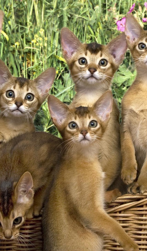 Корзина котят абиссинской породы