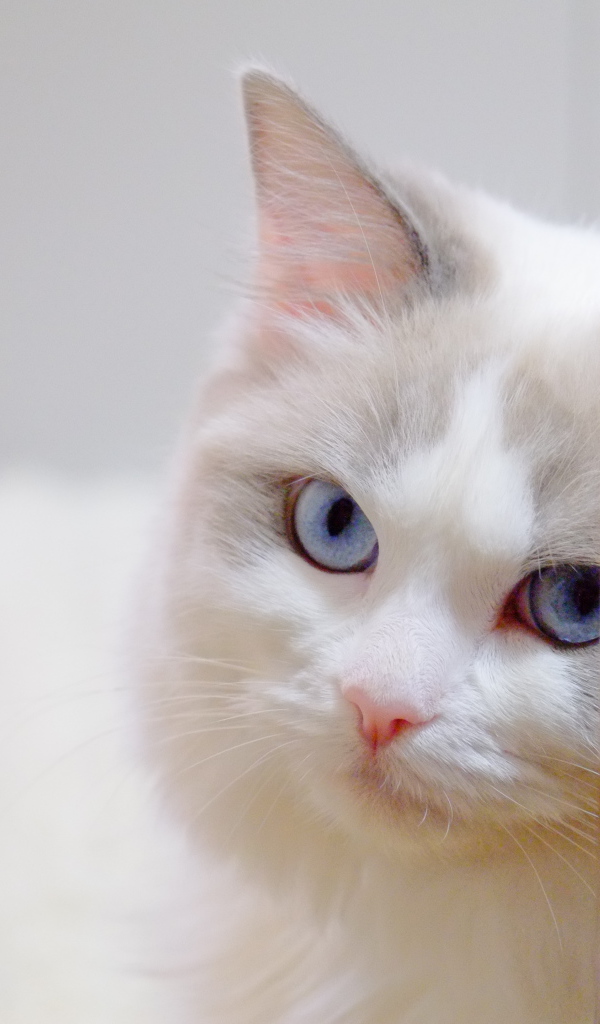 Стеснительная кошка рэгдолл