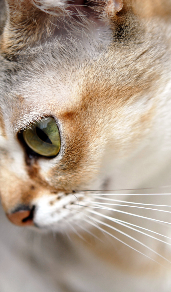 Милашка сингапурская кошка