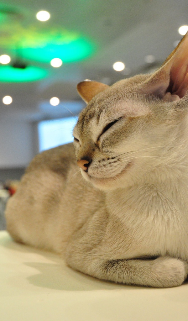 Сингапурская кошка прикрыла глаза