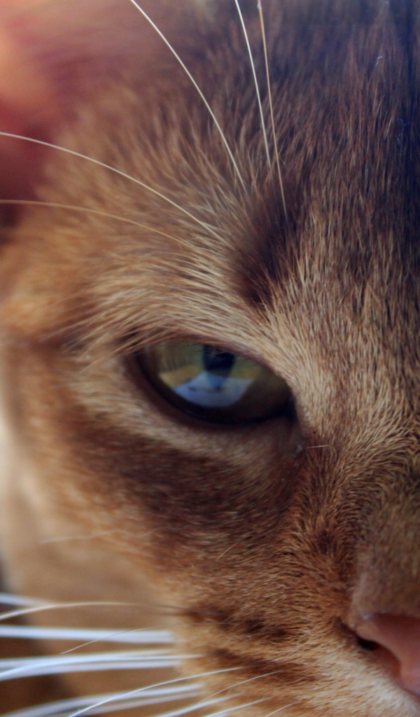 Глаза сингапурской кошки