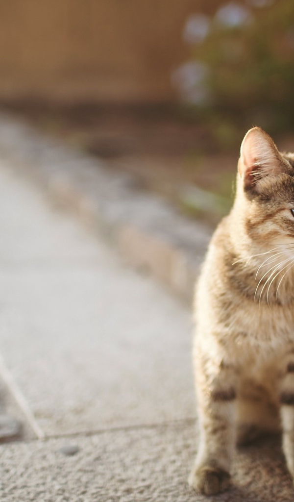 Котенок сингапурской кошки