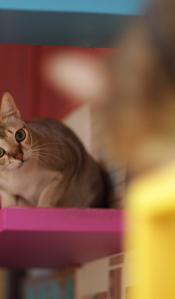 Сингапурская кошка на стуле