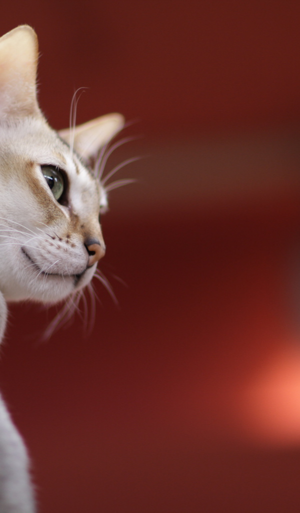 Сингапурская кошка на красном фоне