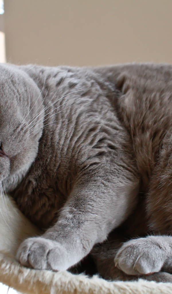 Спящая британская длинношерстная кошка