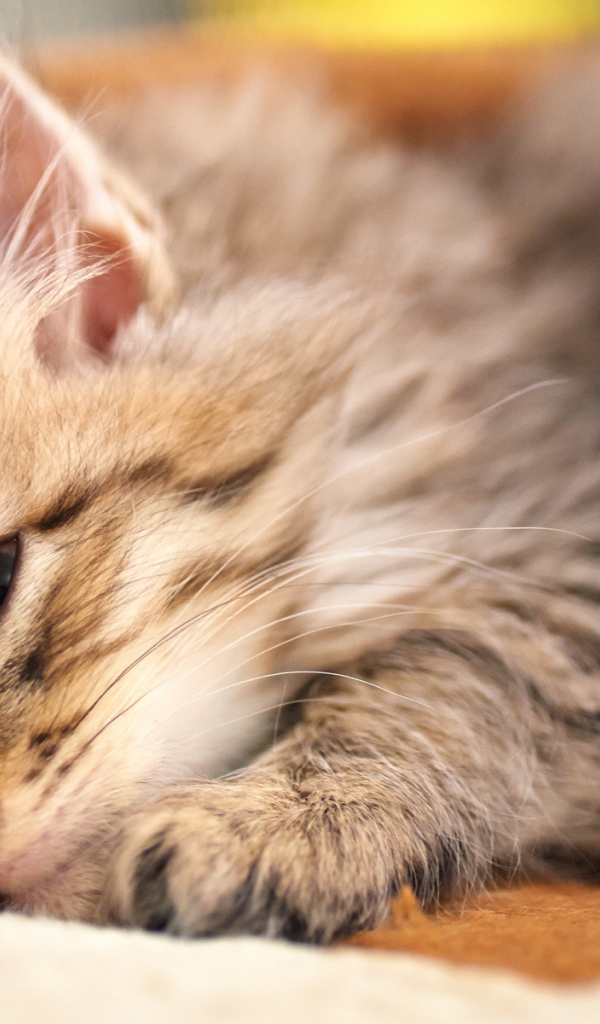 Спящий курильский бобтейл