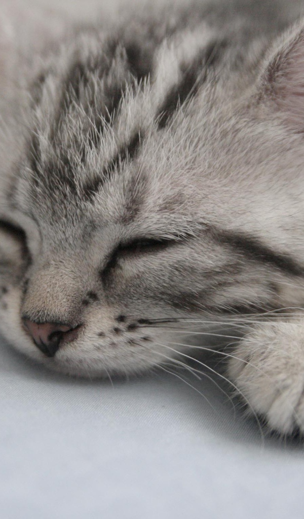 Спящий котенок американской жесткошерстной кошки