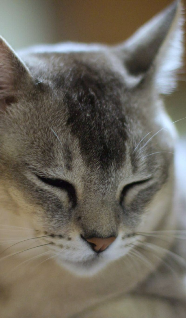 Сонный кот бурмилла