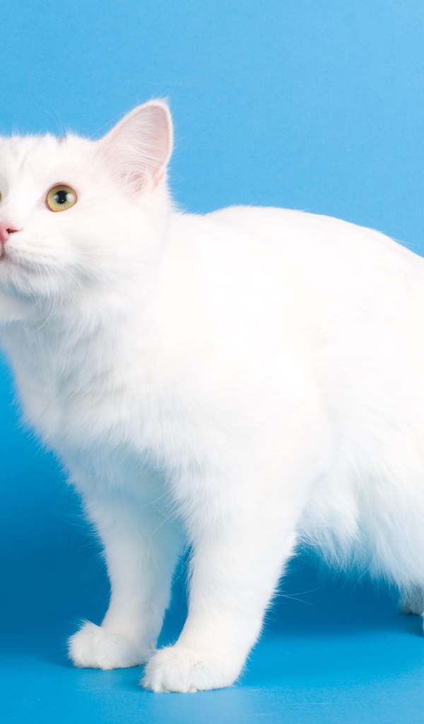 Белоснежный курильский бобтейл