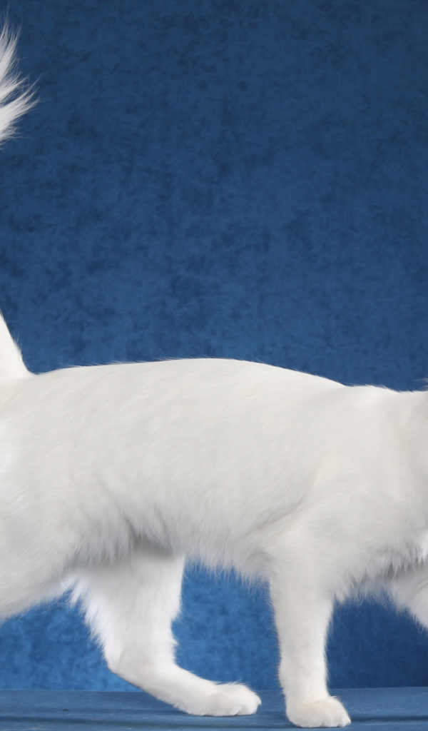 Белоснежный турецкий ван