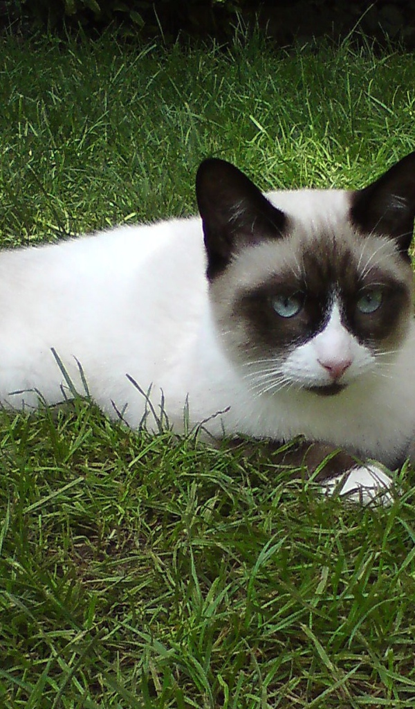 Кот сноу-шу на траве