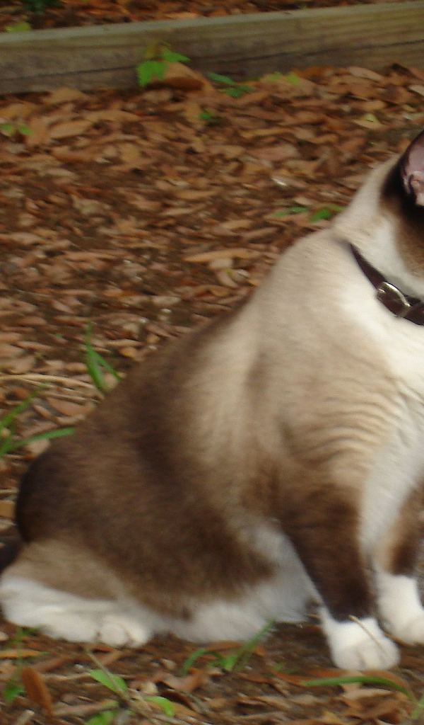 Кот сноу-шу в ошейнике