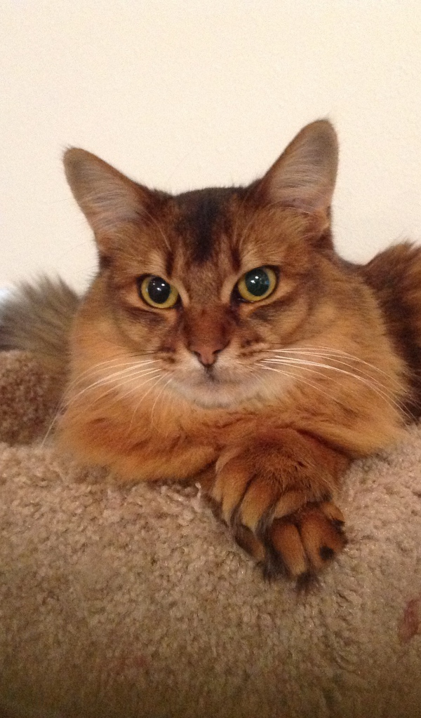 Сомалийская кошка в домике