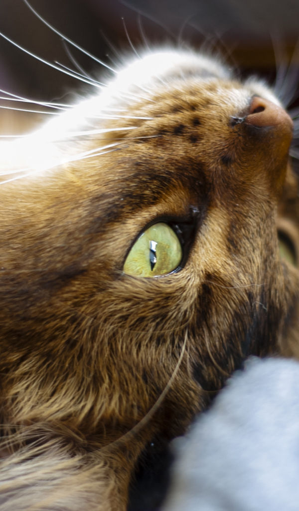 Сомалийская кошка на спине