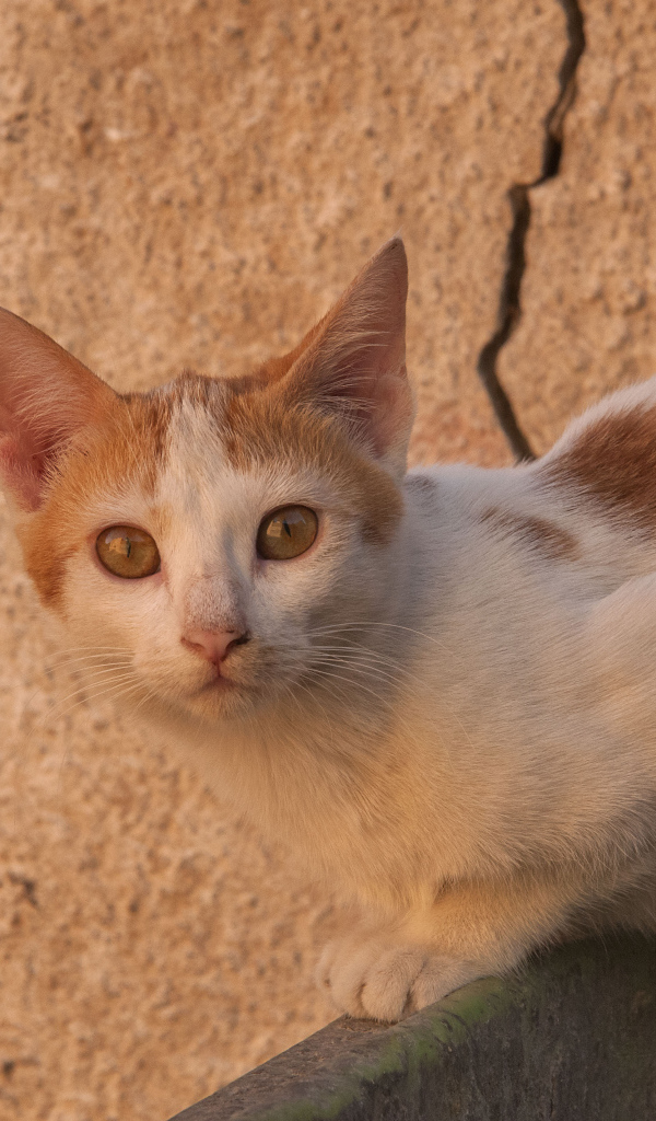 Уличный кот аравийский мау