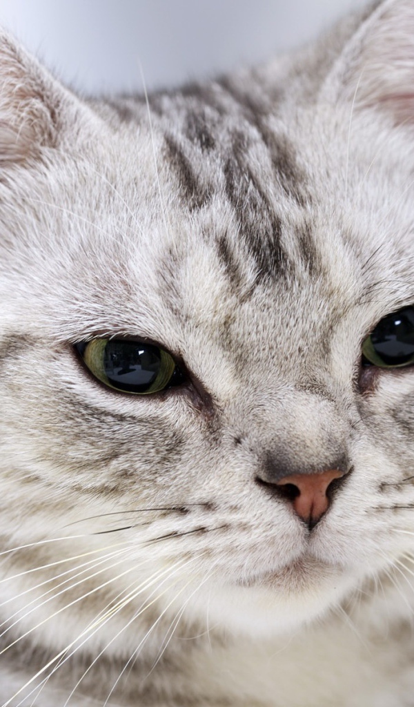 Строгая британская короткошерстная кошка