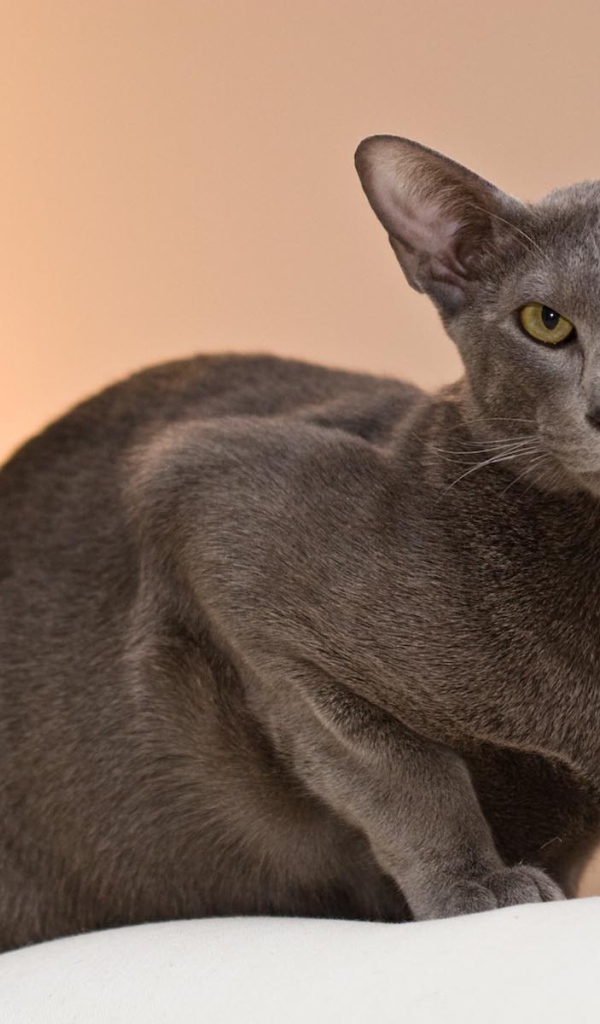 Строгая ориентальная длинношерстная кошка