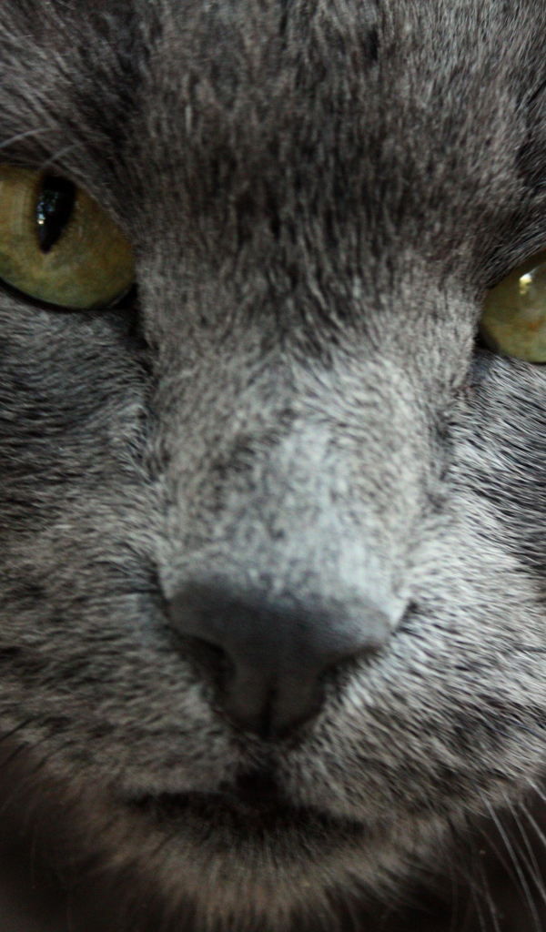 Строгая русская голубая кошка