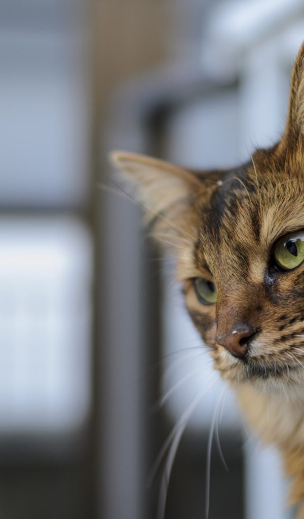 Строгая сомалийская кошка