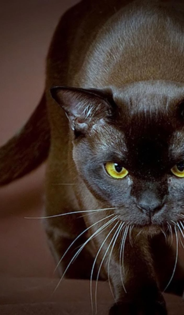 Сильная бурманская кошка